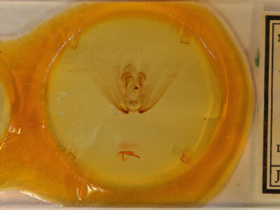 slide view of adult Diopa