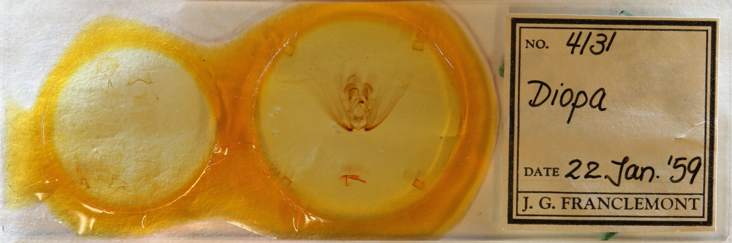 slide view of adult Diopa