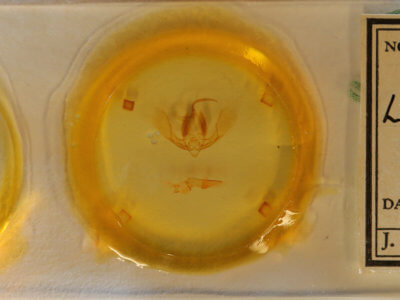 slide view of adult Litoprosopus coachella