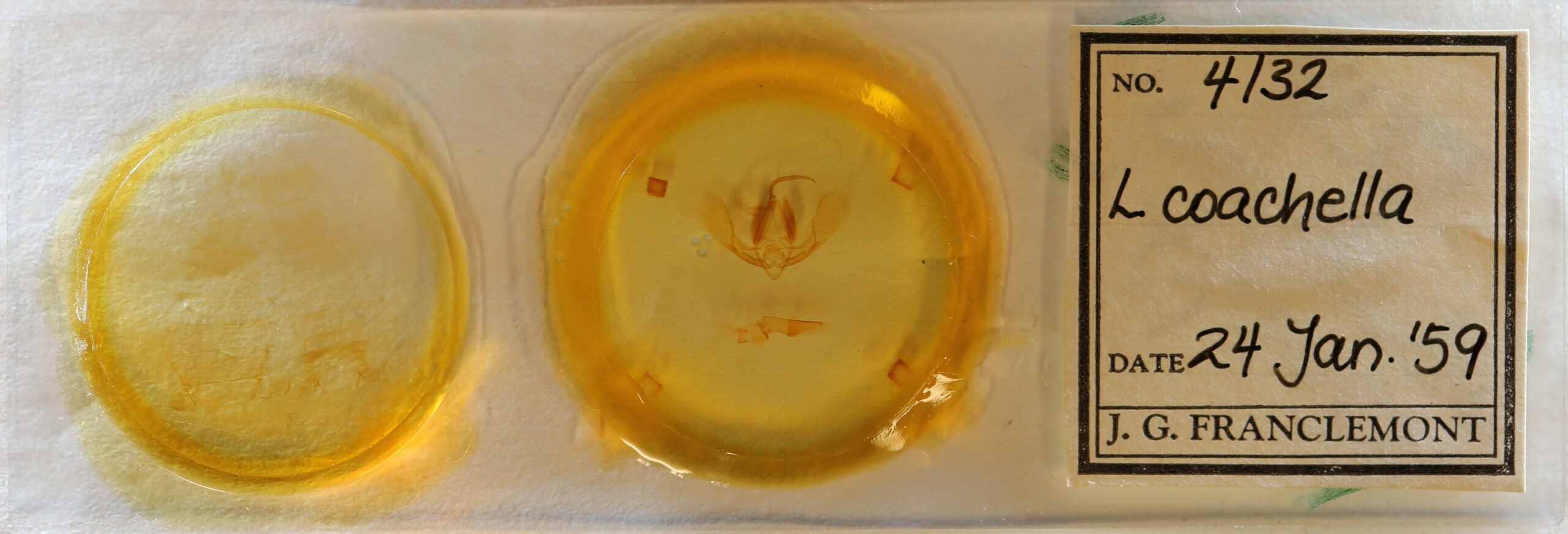 slide view of adult Litoprosopus coachella