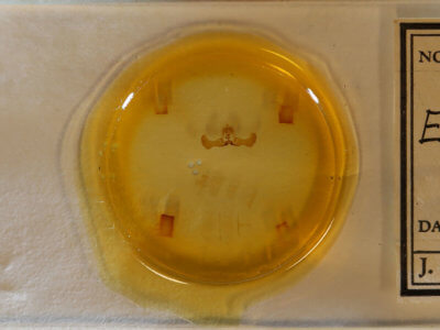 slide view of adult Eucosma optimana