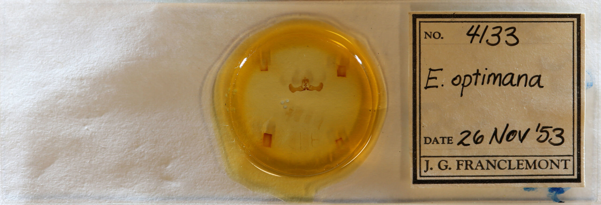 slide view of adult Eucosma optimana