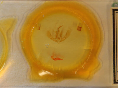 slide view of adult Litoprosopus futilis