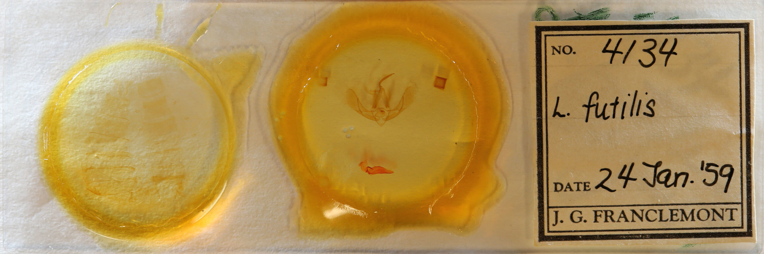 slide view of adult Litoprosopus futilis