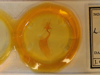 slide view of adult Litoprosopus futilis