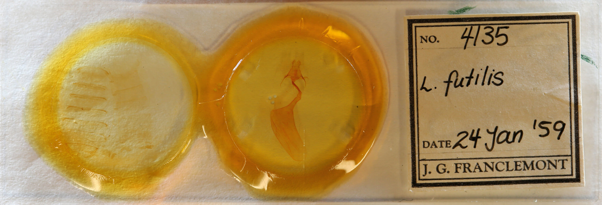 slide view of adult Litoprosopus futilis