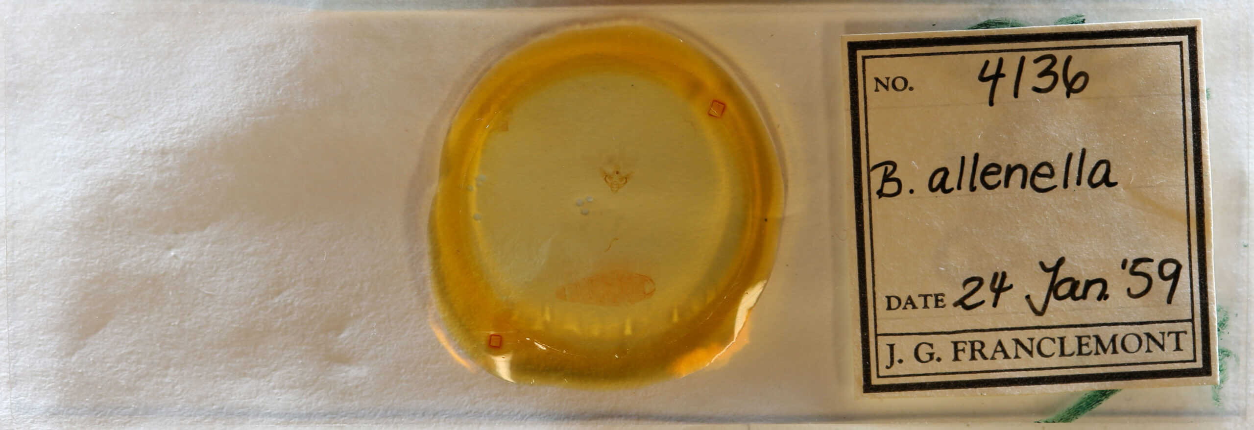 slide view of adult Bibarrambla allenella