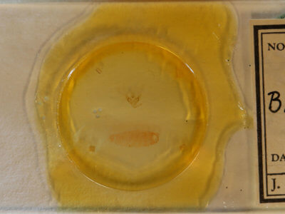 slide view of adult Bibarrambla allenella