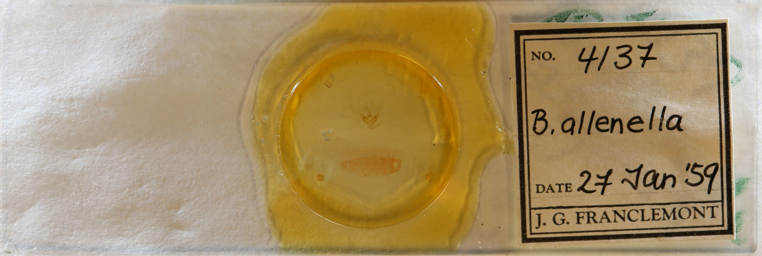 slide view of adult Bibarrambla allenella