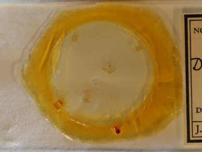 slide view of adult Nites ostryella