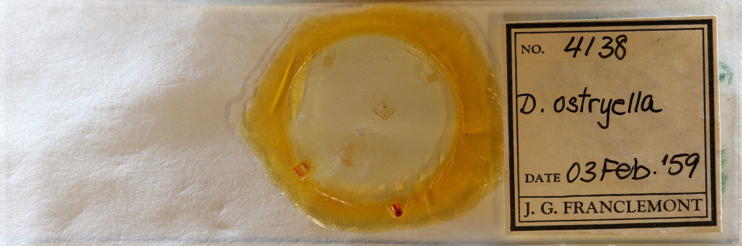 slide view of adult Nites ostryella