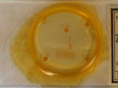 slide view of adult Nites ostryella