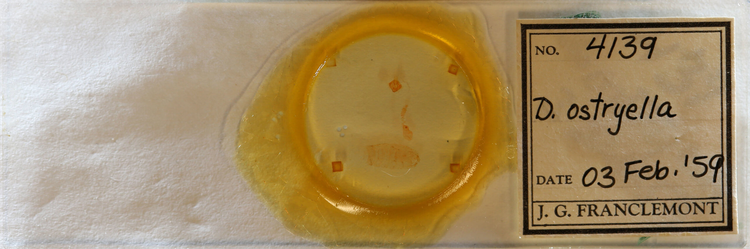 slide view of adult Nites ostryella