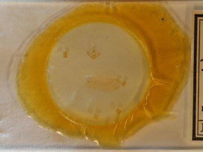 slide view of adult Nites ostryella