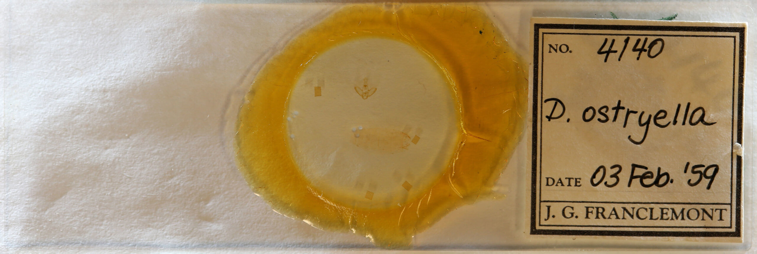 slide view of adult Nites ostryella