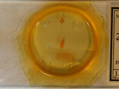 slide view of adult Nites ostryella