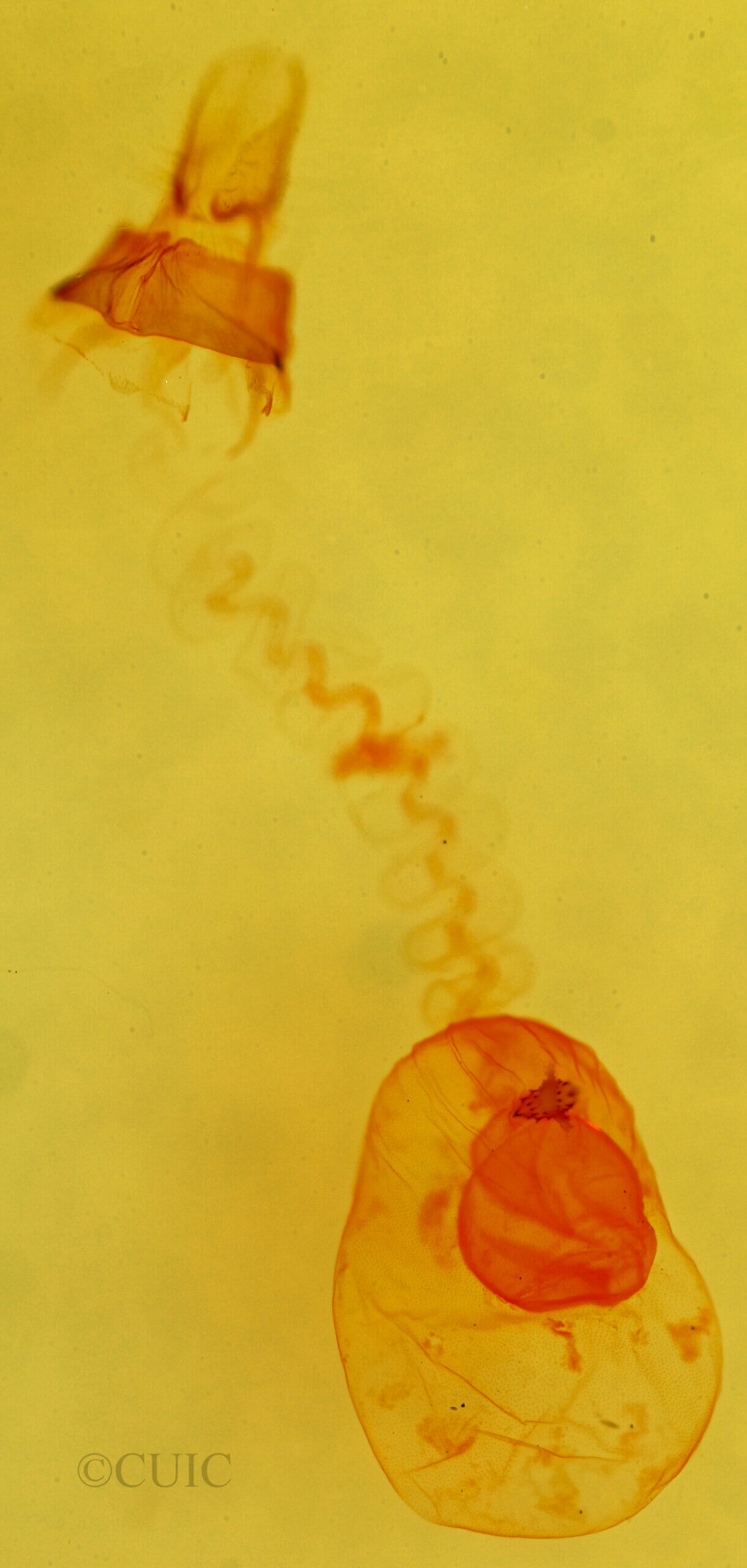 genitalia view of adult Nites maculatella