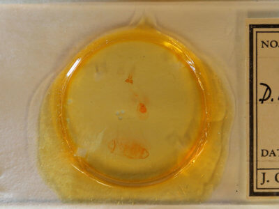 slide view of adult Nites maculatella