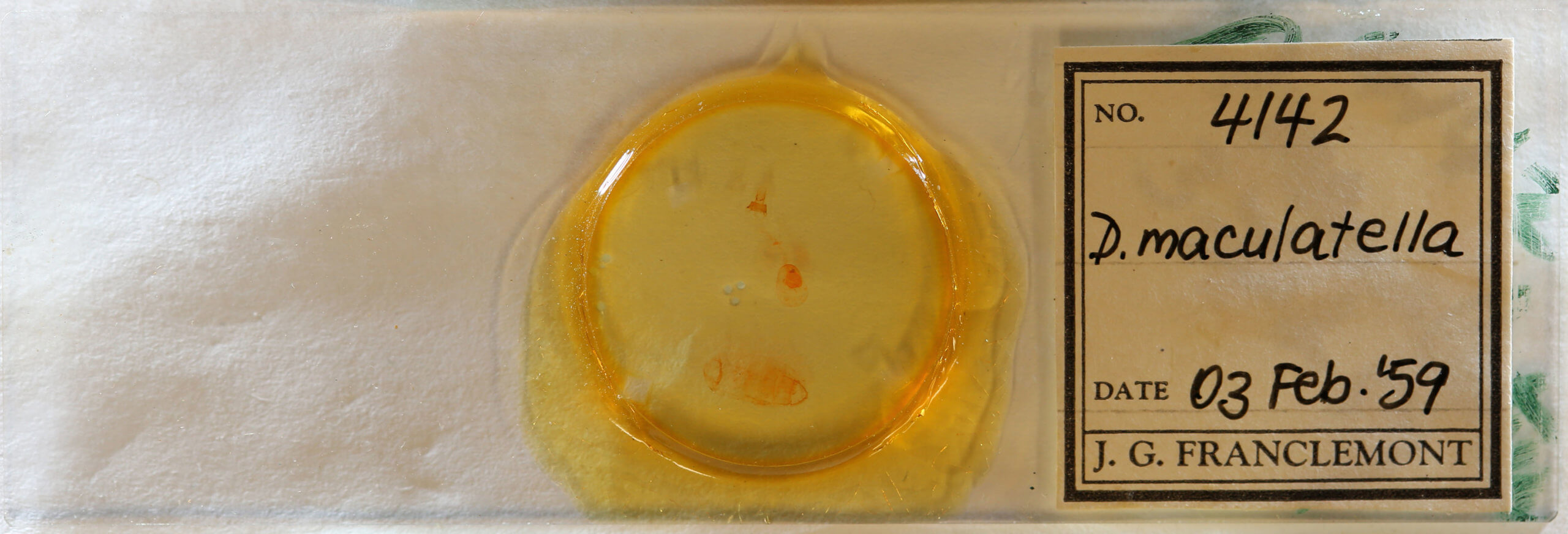 slide view of adult Nites maculatella