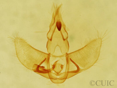 genitalia view of adult Agonopterix pulvipennella