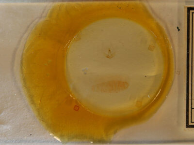 slide view of adult Agonopterix pulvipennella