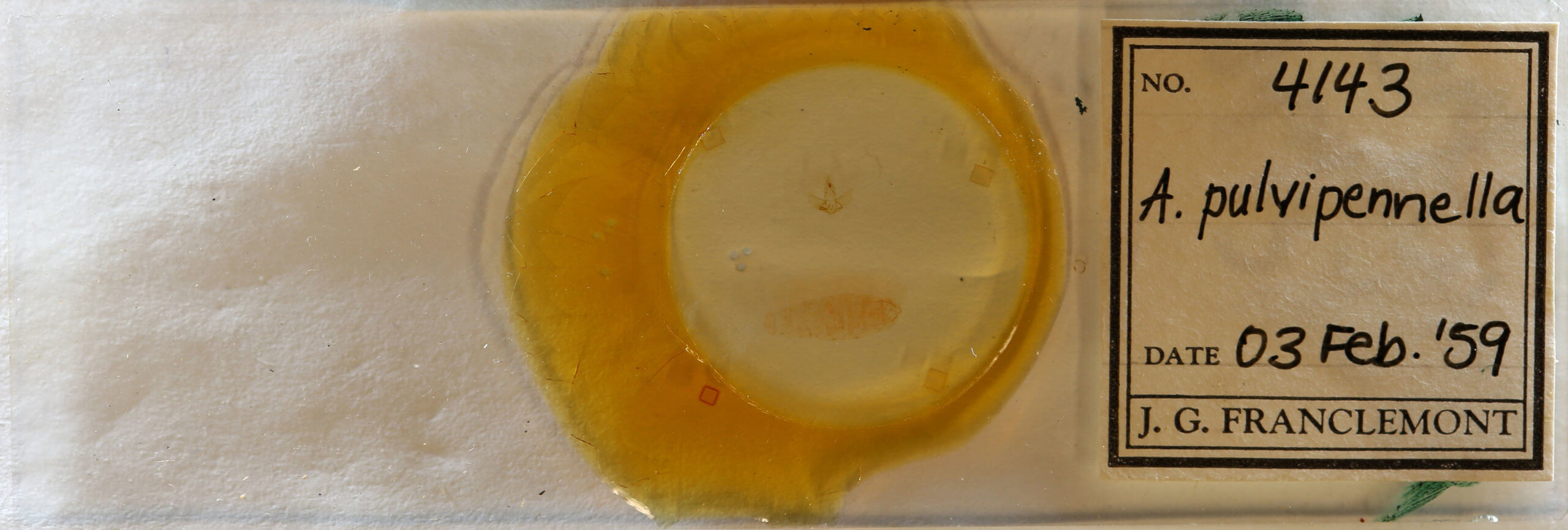 slide view of adult Agonopterix pulvipennella