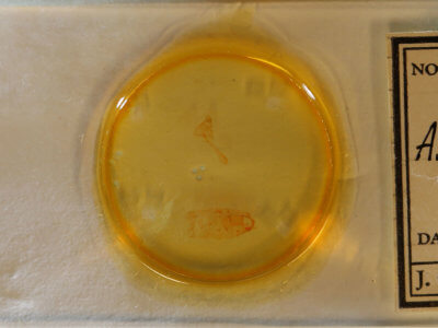 slide view of adult Agonopterix thelmae