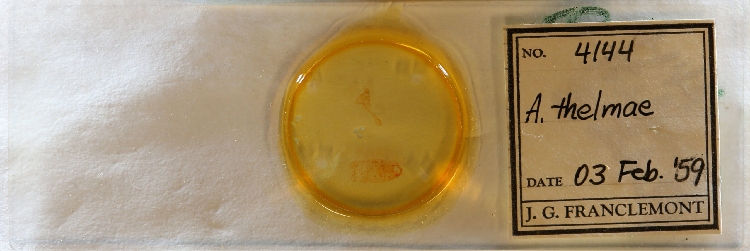 slide view of adult Agonopterix thelmae