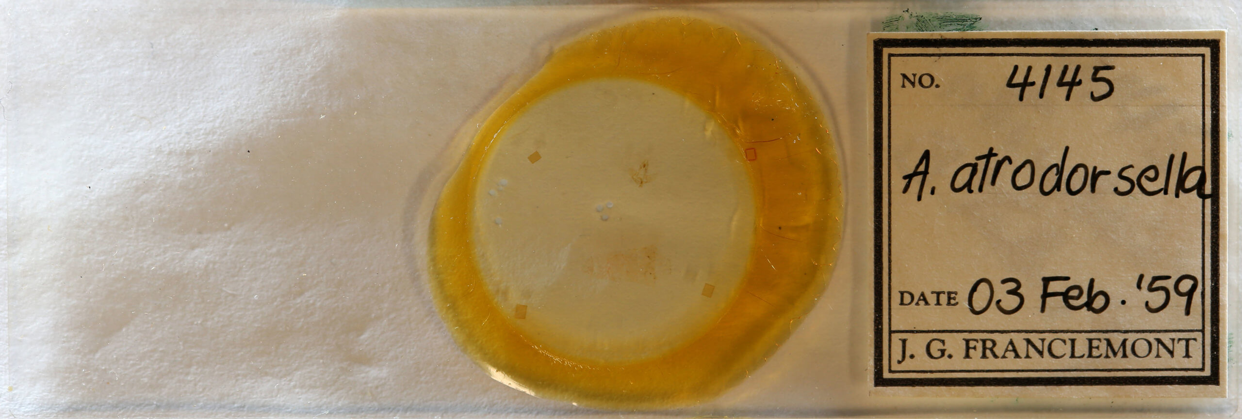 slide view of adult Agonopterix atrodorsella