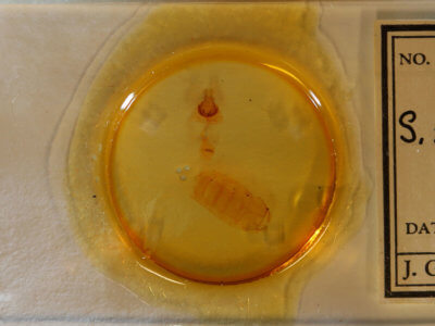 slide view of adult Antaeotricha schlaegeri