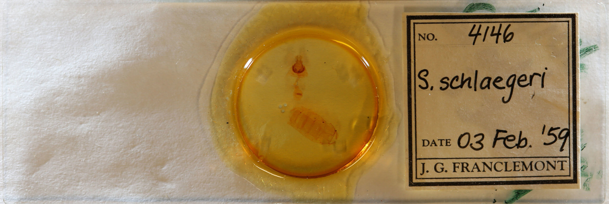 slide view of adult Antaeotricha schlaegeri