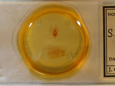 slide view of adult Antaeotricha leucillana