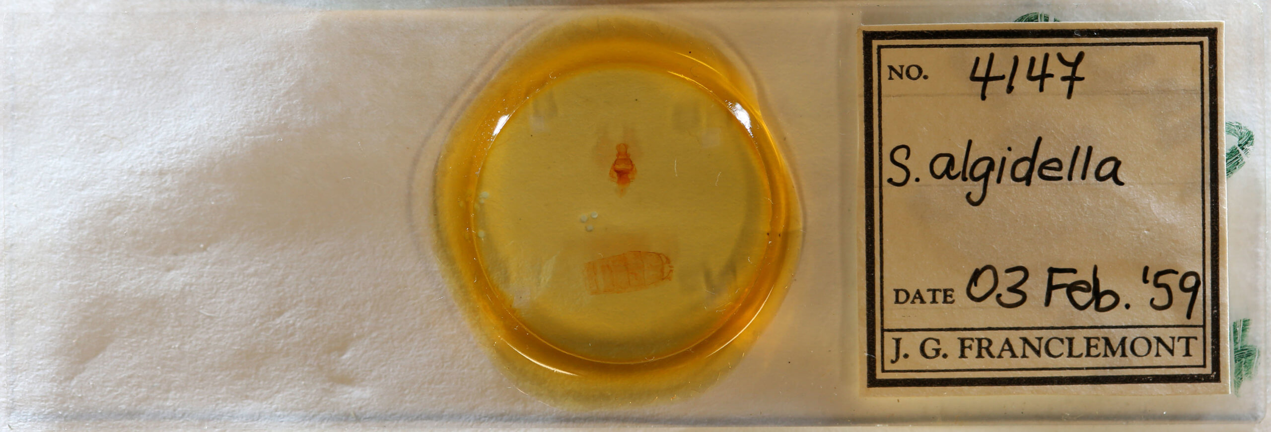 slide view of adult Antaeotricha leucillana