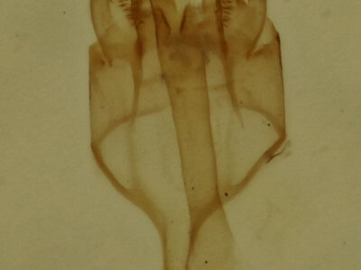 genitalia view of adult Lepidoptera