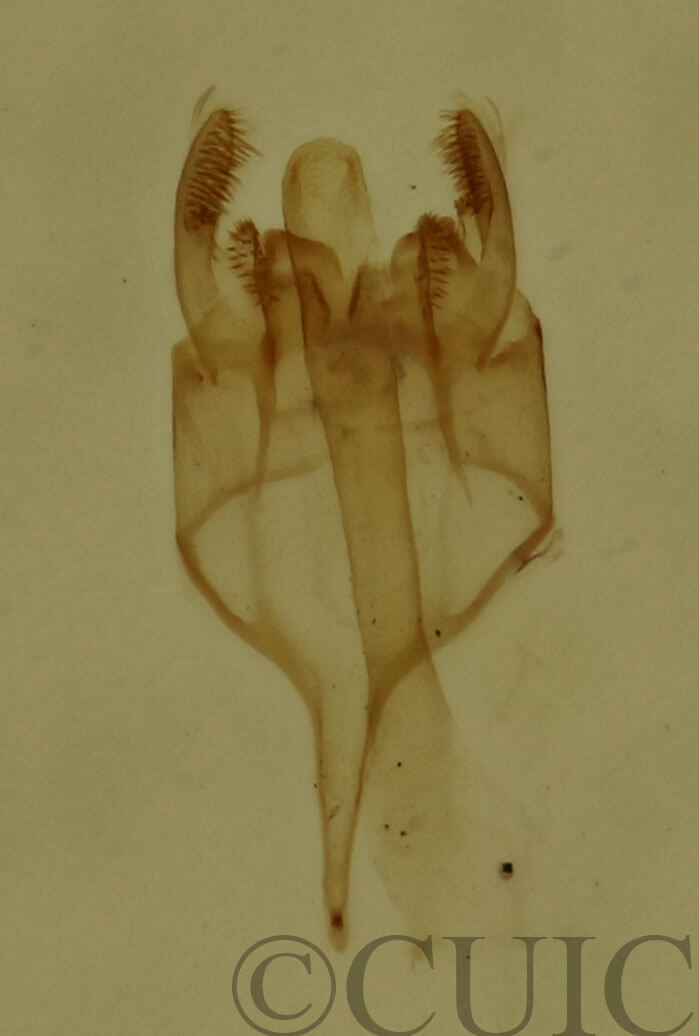 genitalia view of adult Lepidoptera