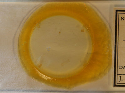 slide view of adult Lepidoptera