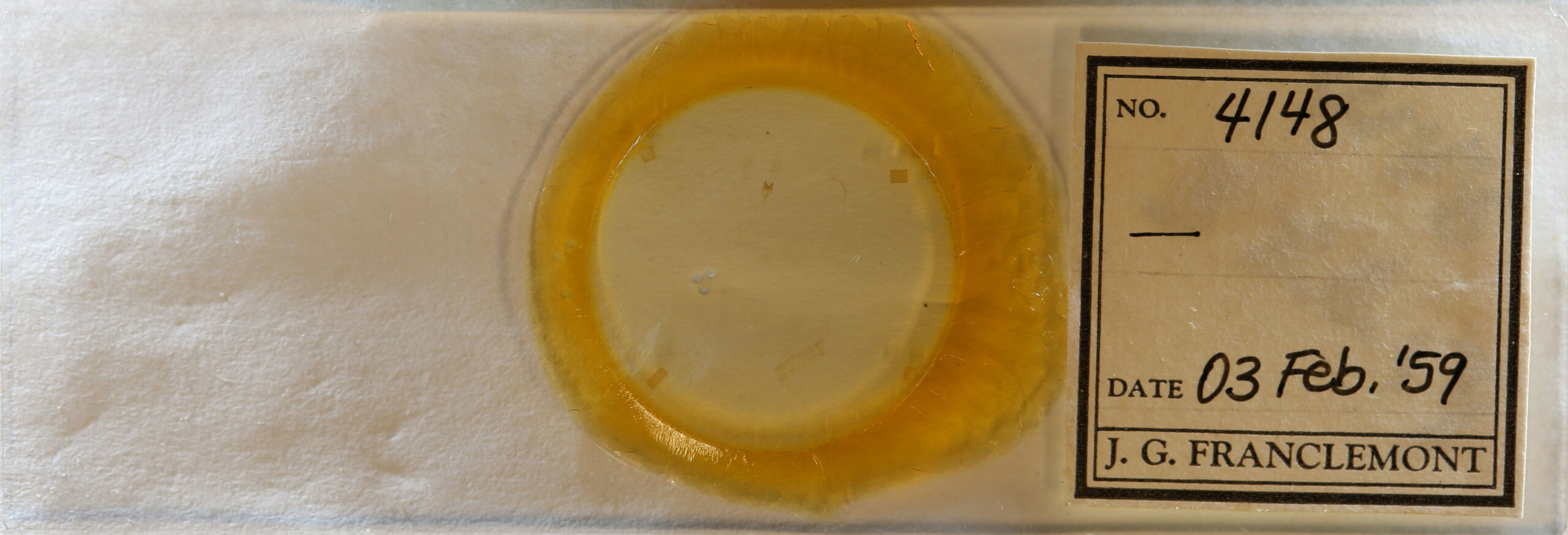 slide view of adult Lepidoptera