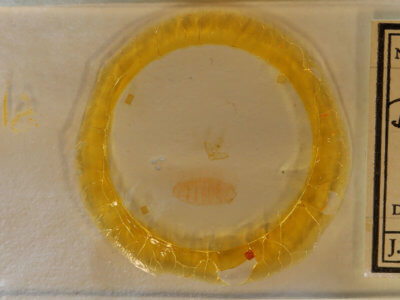 slide view of adult Nites betulella