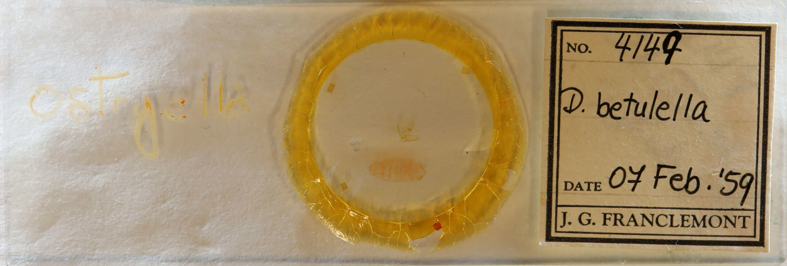 slide view of adult Nites betulella