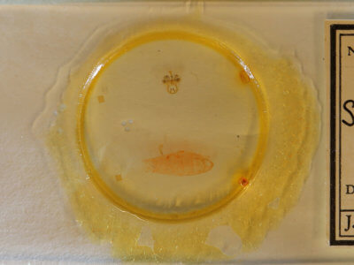 slide view of adult Antaeotricha osseella