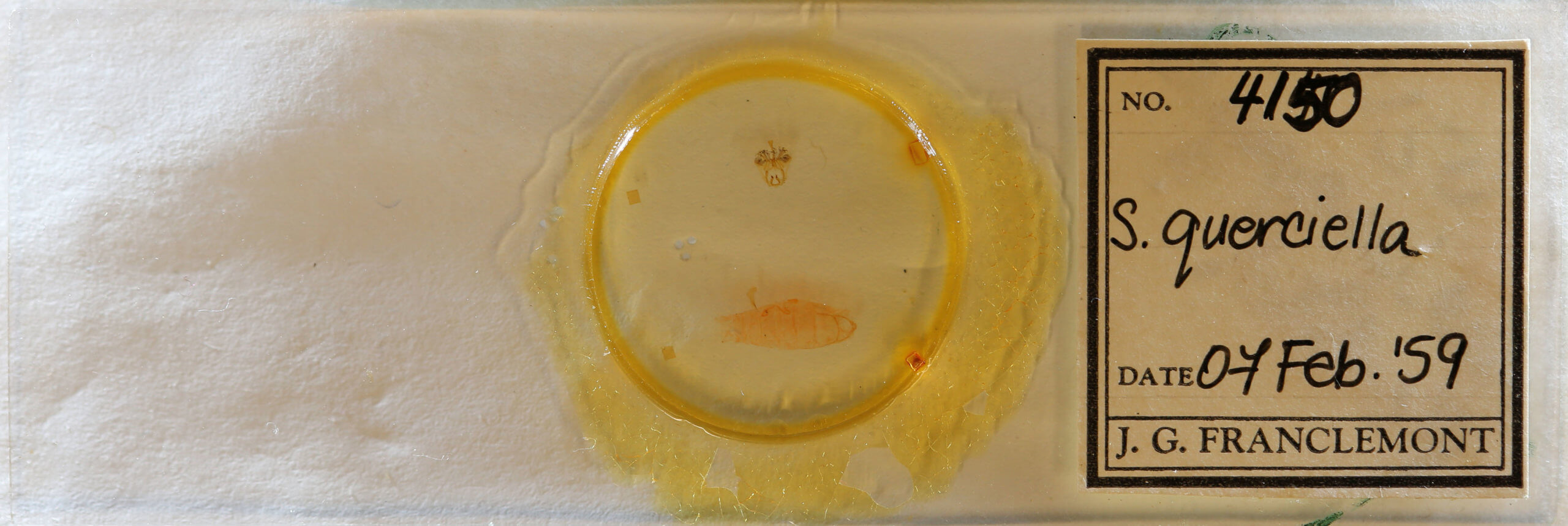 slide view of adult Antaeotricha osseella