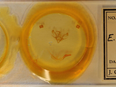 slide view of adult Euxoa aequalis