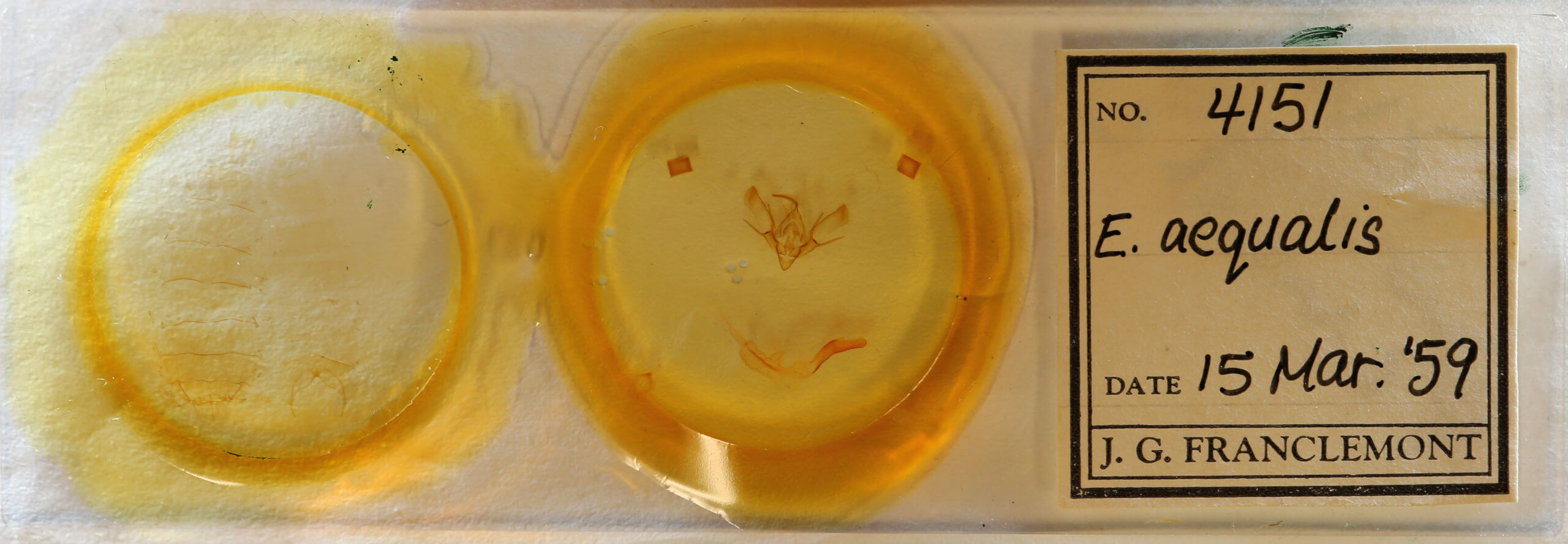 slide view of adult Euxoa aequalis