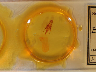 slide view of adult Euxoa aequalis