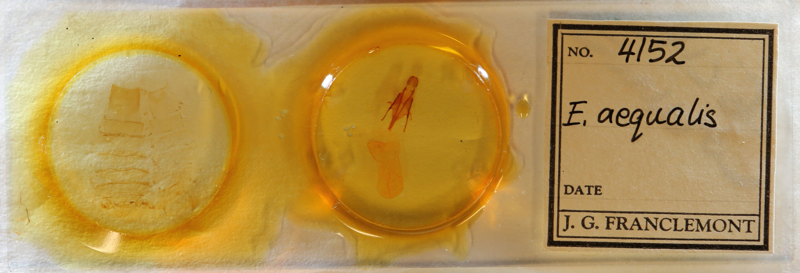 slide view of adult Euxoa aequalis