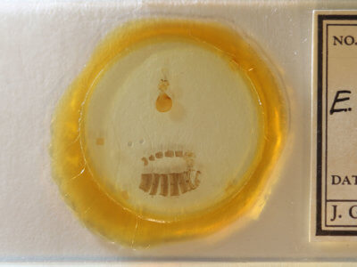 slide view of adult Eupithecia gelidata