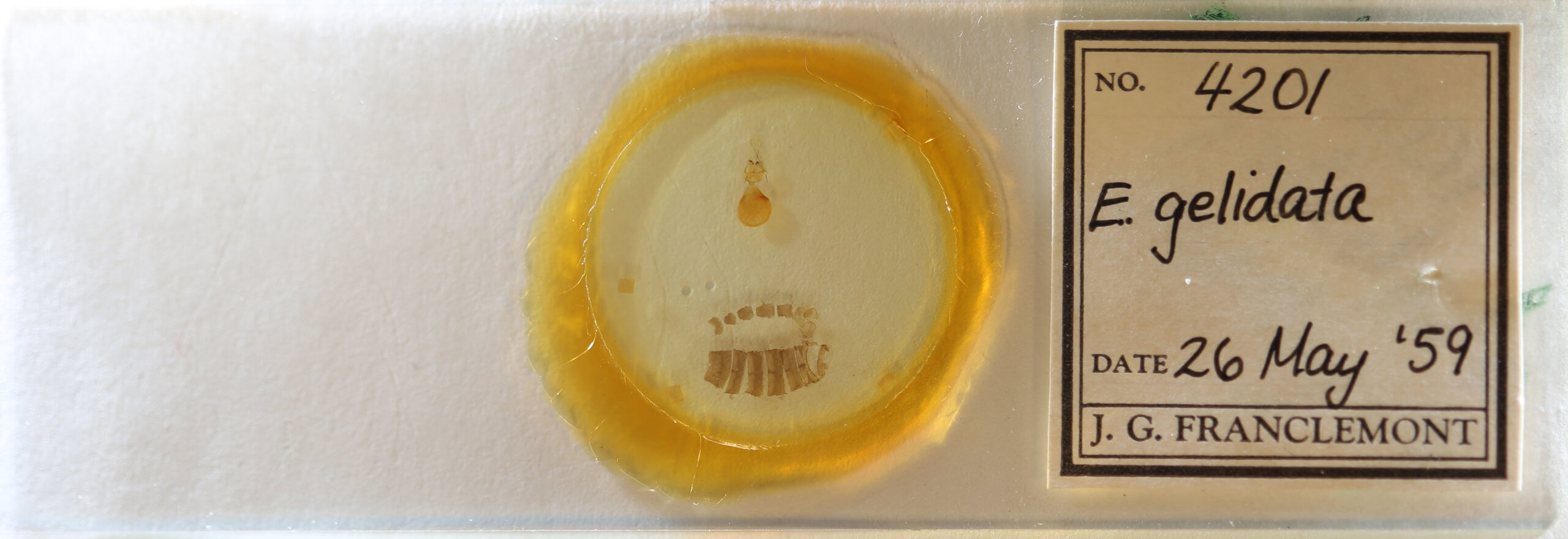 slide view of adult Eupithecia gelidata