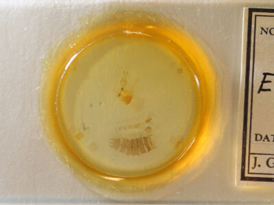 slide view of adult Eupithecia mutata