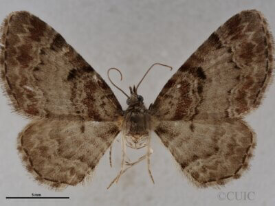 dorsal view of adult Eupithecia mutata