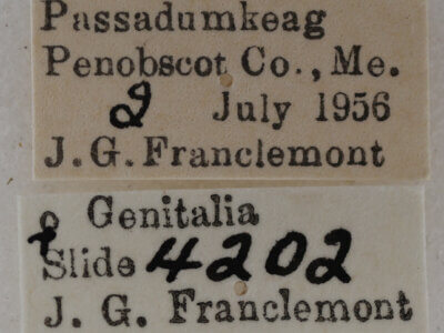 label view of adult Eupithecia mutata